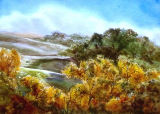 Sycamore Morning