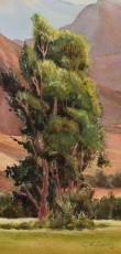 Magestic Tree