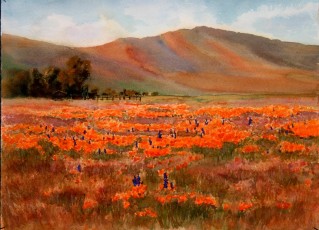Carrizo Poppies Spring