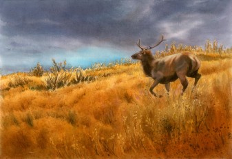 Tule Elk