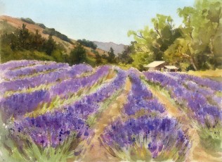 Lavender Fields